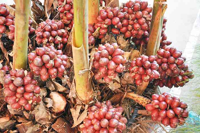 Cây thảo quả Cây thảo quả