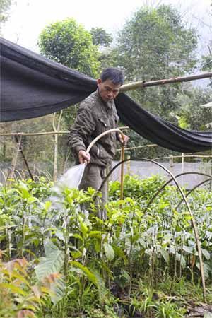 Tưới dổi ghép