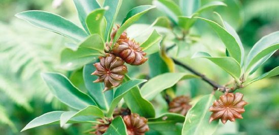Hoa Hồi và sức khỏe Hoa Hồi và sức khỏe